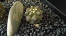 Copiapoa calderana