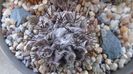 Eriosyce taltalensis v. floccosa (Neoporteria, Neochilenia floccosa), CS 49.1, Antofagasta, Chile
