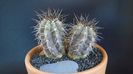 Copiapoa calderana, JN 282, Atacama, Chile
