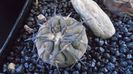 Gymnocalycium spegazzinii