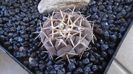 Gymnocalycium bodenbenderianum (riojense)