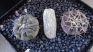 Gymnocalycium spegazzinii & Gymnocalycium bodenbenderianum (riojense)
