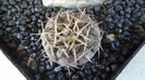 Gymnocalycium bodenbenderianum (riojense)