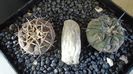 Gymnocalycium spegazzinii & Gymnocalycium bodenbenderianum (riojense)