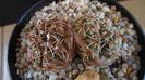 Gymnocalycium kieslingii, TK 223, Pinchas, Arg.