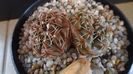 Gymnocalycium kieslingii, TK 223, Pinchas, Arg.