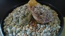 Gymnocalycium kieslingii, TK 223, Pinchas, Arg.