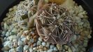 Gymnocalycium kieslingii, TK 223, Pinchas, Arg.