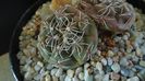 Gymnocalycium kieslingii, TK 223, Pinchas, Arg.