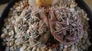 Gymnocalycium kieslingii, TK 223, Pinchas, Arg.