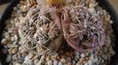 Gymnocalycium kieslingii, TK 223, Pinchas, Arg.