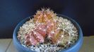 Gymnocalycium anisitsii, VoS 06-290, Concepcion, Paraguay (2 ex.)