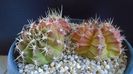 Grup de 3 Gymnocalycium