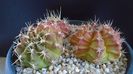 Grup de 3 Gymnocalycium