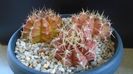 Grup de 3 Gymnocalycium