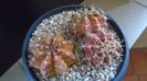 Grup de 3 Gymnocalycium