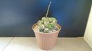 Euphorbia cv. Cocklebur (bupleurifolia x suzannae)