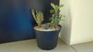 Euphorbia milii flori rosii & Euphorbia milii flori albe