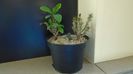 Euphorbia milii flori rosii & Euphorbia milii flori albe