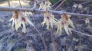 Arbustul zanei (Chimonanthus praecox)