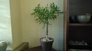 Euphorbia stenoclada