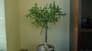 Euphorbia stenoclada