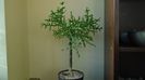Euphorbia stenoclada