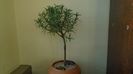 Rosmarinus officinalis (-19C)