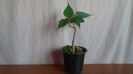 Ficus religiosa