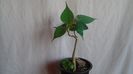 Ficus religiosa