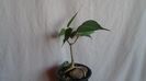 Ficus religiosa
