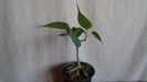 Ficus religiosa