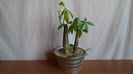Pachira aquatica (2 ex.) & Peperomia cv. Hope (P. deppeana & P. quadrifolia)