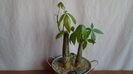 Pachira aquatica (2 ex.) & Peperomia cv. Hope (P. deppeana & P. quadrifolia)