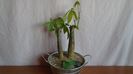 Pachira aquatica (2 ex.) & Peperomia cv. Hope (P. deppeana & P. quadrifolia)