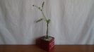 Pelargonium laxum, Africa de Sud