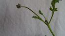 Pelargonium laxum, Africa de Sud, boboci