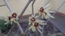 Arbustul zanei (Chimonanthus praecox)