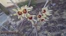 Arbustul zanei (Chimonanthus praecox)