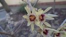Arbustul zanei (Chimonanthus praecox)