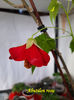 Abutilon rosu(10-03-2022)