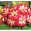 bulbi-gloxinia-tigre-red-