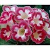 Gloxinia-Blanche-de-Meru-
