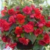 begonia-smelling-red-