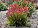 anigozanthos-hybrid_kangaroo-poza preluata