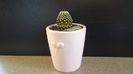 Mammillaria luethyi (-10C)