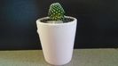 Mammillaria luethyi (-10C)