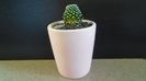 Mammillaria luethyi (-10C)