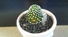 Mammillaria luethyi (-10C)