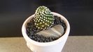Mammillaria luethyi (-10C)